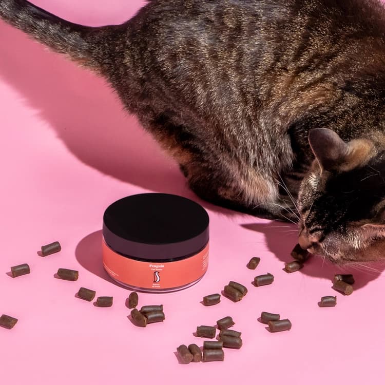 cat treats